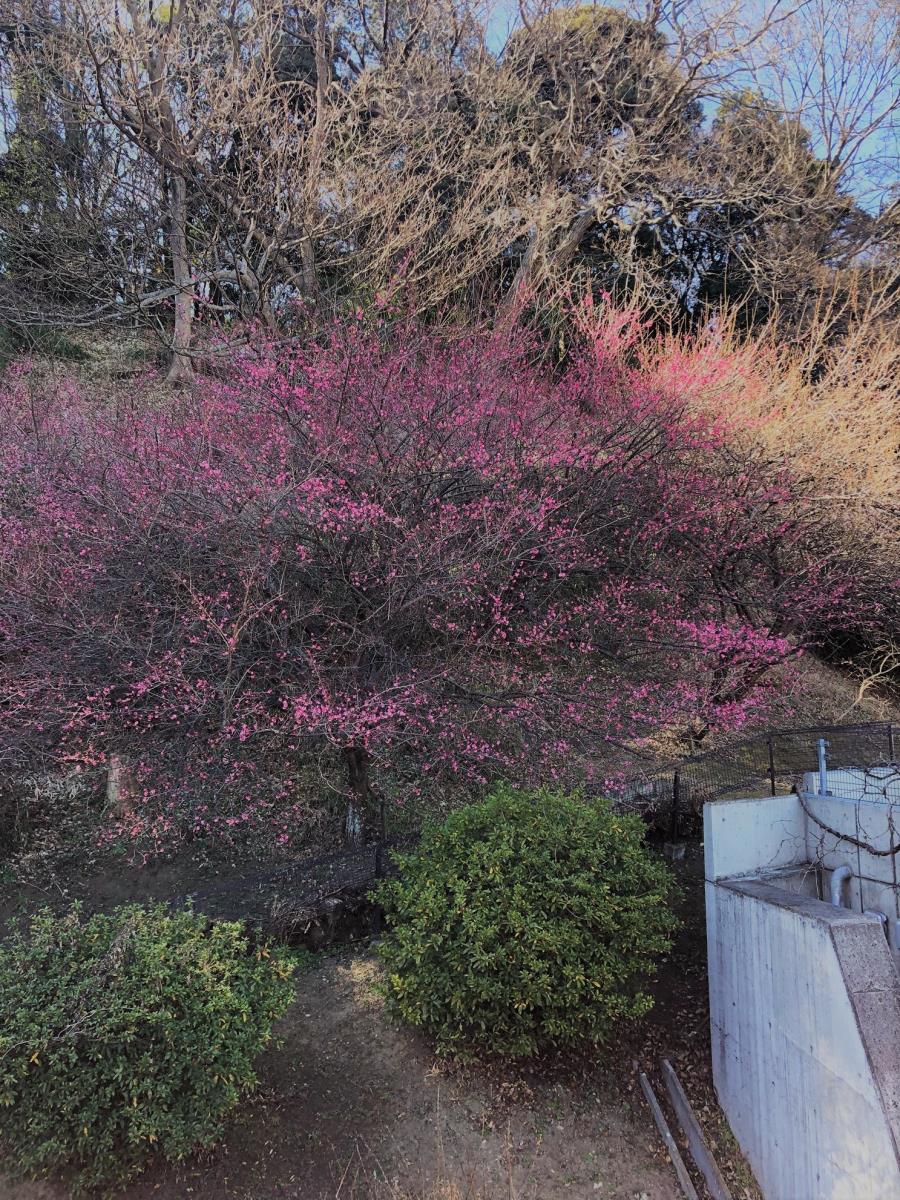 屋上から見た紅梅