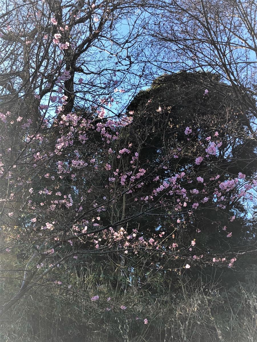 河津桜